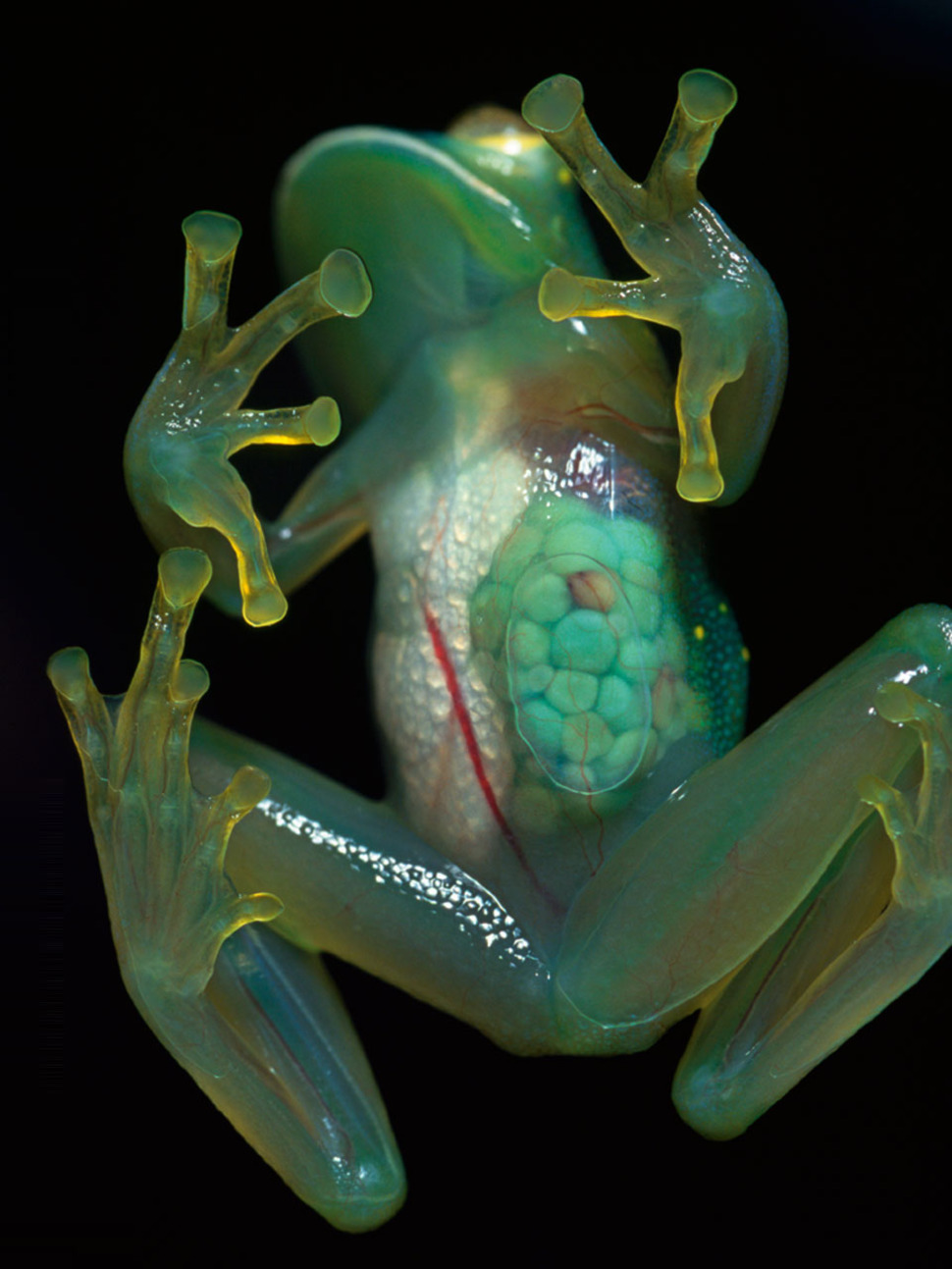 Glass FrogThis amazing amphibian has a transparent under-belly allowing you to see a fully visible system of organs. These nocturnal creatures are tiny  a mere 28 centimetres  and live in the canopies of Central and South American rain forests. When they sit still, theyre extremely difficult to spot from a distance.