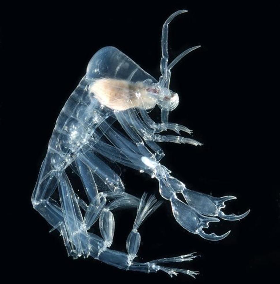 PhronimaThis deep-sea shrimp-like creature may be tiny most never exceed 1 inch in length but it makes up for it in extreme ferocity. Phronima females attack salps, eating them from the inside, and then lay their eggs inside the dead bodies. You wouldnt want to mess with these little critters.