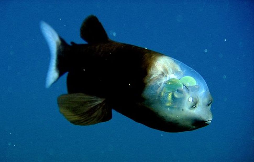 Barreleye FishThis intriguing fish has barrel-shaped tubular eyes that are extremely light-sensitive eyes and are directed upwards to detect the silhouette of prey. The eyes are cased in a transparent domed head, which allows the fish to capture maximum light. The luminous organs of this fish glow because of the presence of symbiotic bioluminescent bacteria. The two spots above the fishs mouth that look like eyes are actually olfactory organs called nares similar to human nostrils.