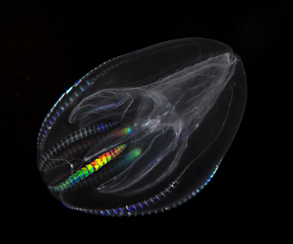 Warty Comb Jelly or Sea WalnutComb jellys Mnemiopsis leidyi have a lobed body, one or two cells thick, that is oval-shaped and transparent. These combs give off a crazy rainbow-colored glow when the jelly is disturbed.