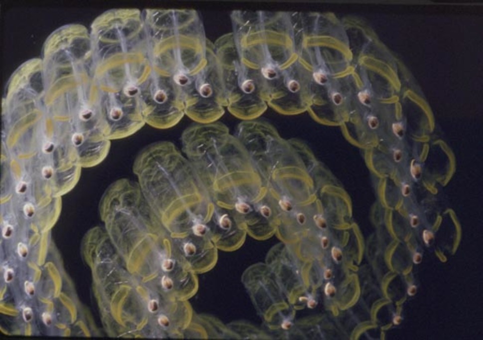 These tiny barrel-shaped organisms move through the water by pumping water through their gelatinous bodies, munching on phytoplankton as they go. Salps are known for their unique life cycle, during which they exist both as individuals above and part of a larger organism below. Four-inch 10.2 centimeter sea salps link together to make luminous chains up to fifteen feet 4.6 meters long!
