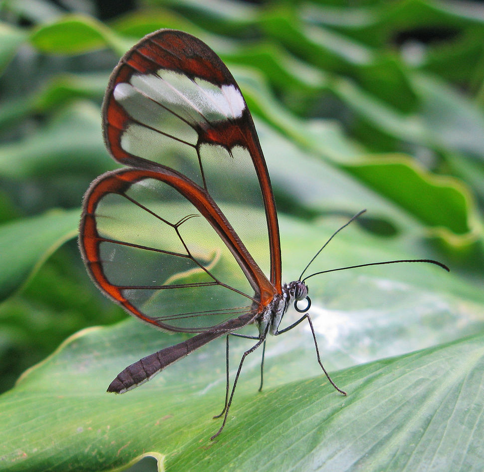 Glasswing ButterflyNative to Columbia, Bolivia, Peru, and Ecuador, the Glasswing butterfly features huge transparent wing panels. The Spanish name espejitos means little mirrors. Adult glasswing butterflies will often migrate great distances, and males are known to lek, or gather in large groups for the purpose of competitive mating displays.