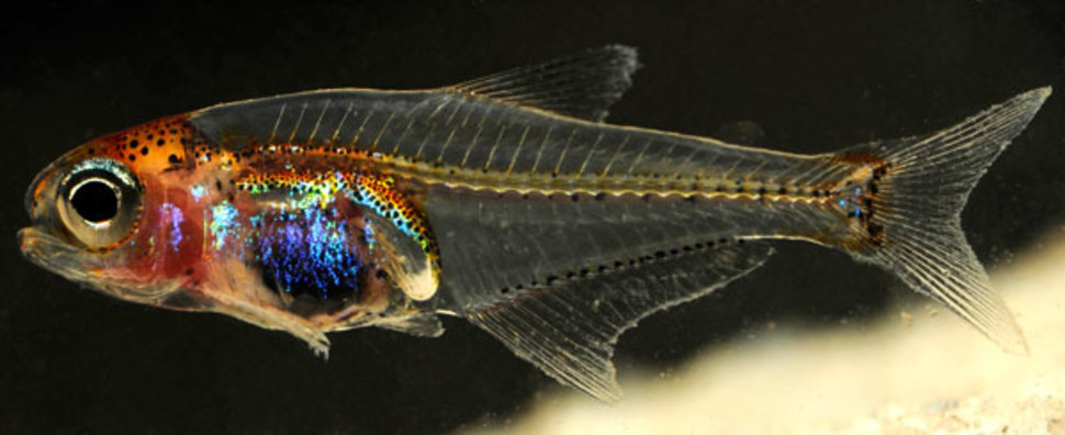 CyanogasterDiscovered only a few years ago, this blue-bellied fish is only a few millimeters long. It lives in Rio Negro, the largest tributary of the Amazon River and seems to appear only at night.