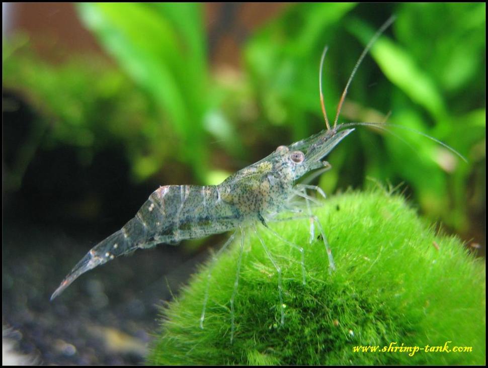 Ghost ShrimpAlso known as the Glass Shrimp, this translucent crustacean is a popular pet. Its natural habitat is in the brackish water of wetlands, where it is a skilled scavenger.