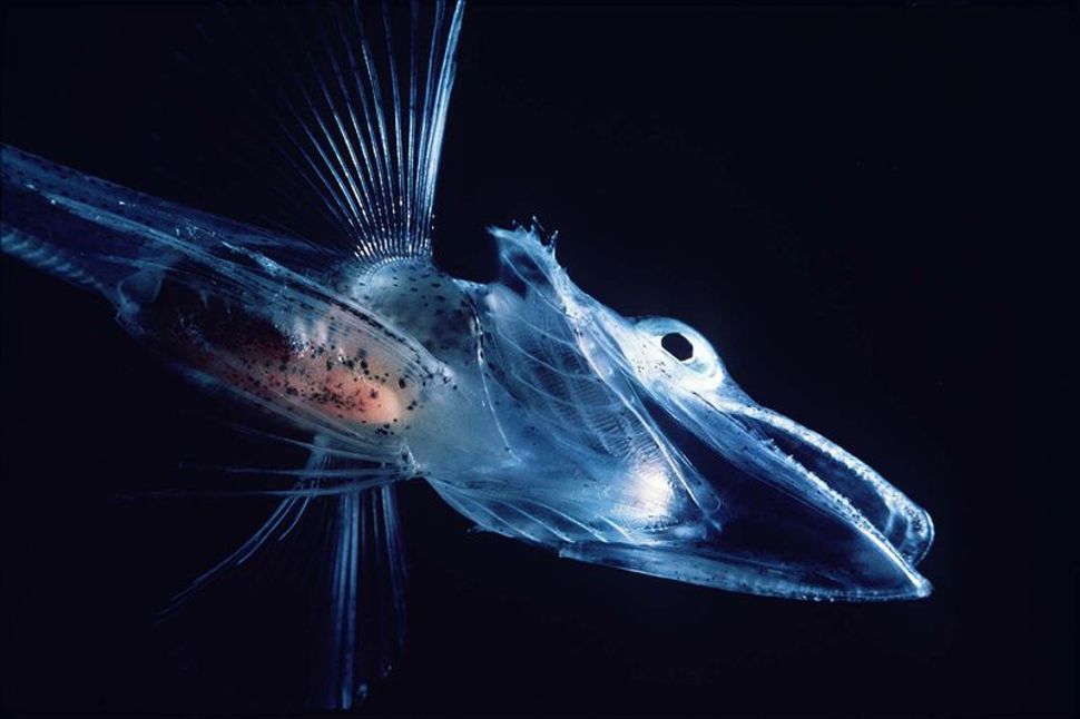 Crocodile IcefishThis ghostly Antarctic fish has colourless blood  its the only known vertebrate without red blood cells and hemoglobin the iron-rich protein that binds and transports oxygen through the circulatory system.