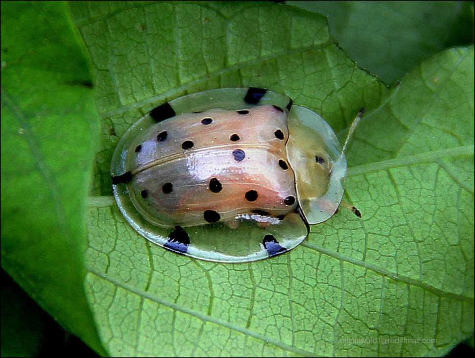 Tortoise Shell BeetleThese beetles are quite colourful, but posses an entirely transparent upper shell that surrounds it like a bubble, creating an entirely unique appearance.