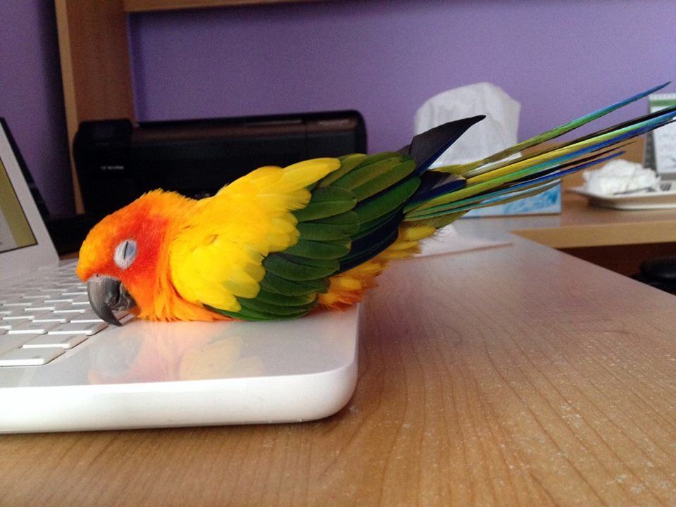 22 Animals Just Trying to Stay Warm This Winter