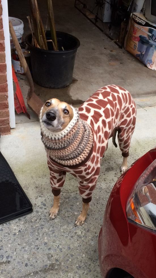 22 Animals Just Trying to Stay Warm This Winter