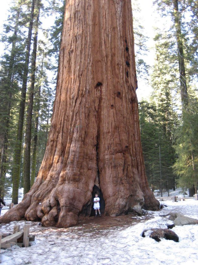 A Massive Ancient Tree That Is Bigger Than Youd Believe