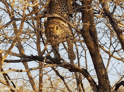 crazy pic leopard funny gif - 1.