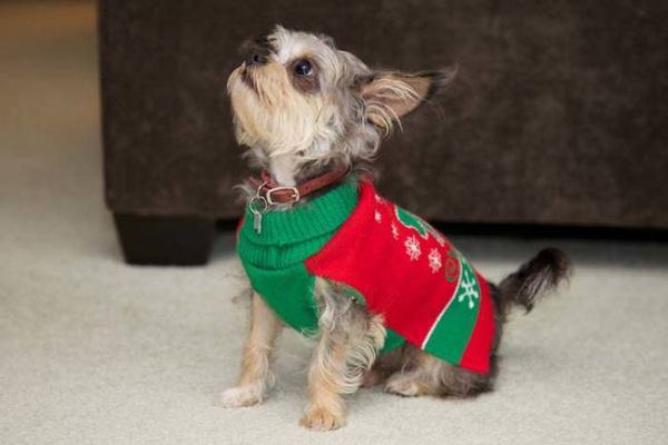 18 Dogs That Totally Hate Their New Christmas Sweaters