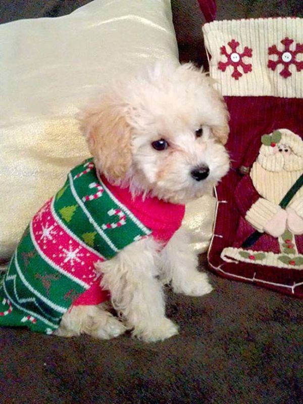 18 Dogs That Totally Hate Their New Christmas Sweaters