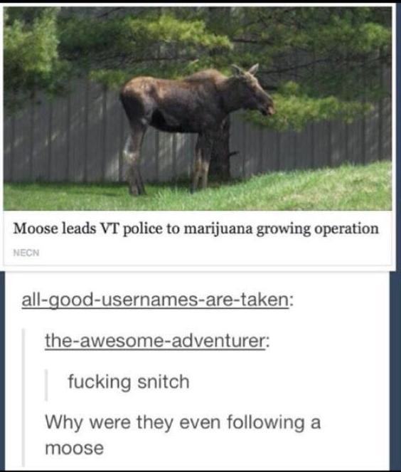 tumblr - wtf post - Moose leads Vt police to marijuana growing operation Necn allgoodusernamesaretaken theawesomeadventurer fucking snitch Why were they even ing a moose
