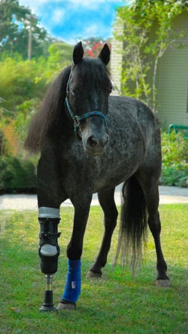 When Molly was attacked by a dog shortly after hurricane Katrina, many vets thought that her life was over her front leg was mangled and infected, and it seemed like the only humane solution was euthanasia. But when surgeon Rustin Moore saw how the pony was so careful with her injury, he decided to give her a second chance. He amputated her leg and gave her a prosthesis. The sweet, stubborn mare became a symbol of hope in New Orleans, and she began traveling to hospitals, nursing homes, and rehabilitation centers to show others that with the right attitude, you can overcome just about anything.
