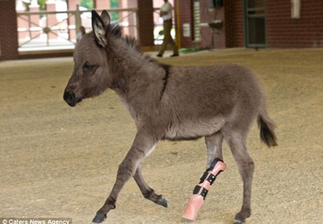 Emma's right hind leg was amputated shortly after her birth due to a deformity that prevented her hoof from extending. A veterinary team developed a prosthetic leg for her when she was a foal, and now, the little donkey can run, buck, and kick just like any of her equine peers. Better yet, Emma's success will help veterinarians learn to develop more artificial limbs for horses and donkeys of all shapes and sizes, meaning that a bad leg injury won't necessarily mean the end of their lives.