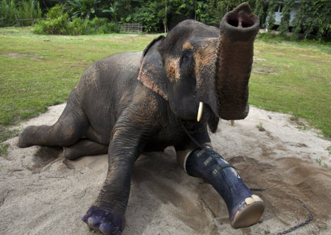 In 1999, tragedy struck Motala when she was wandering the forest she stepped on a landmine from the Burmese-Thai war, and it severed her leg so badly that she needed to have it amputated. In 2009, the technology was finally available for the fifty-year-old beauty to have her first permanent prosthetic leg. She was the first elephant to receive an artificial limb, but looking at how happy she is to be walking around normally again, you can bet she won't be the last.