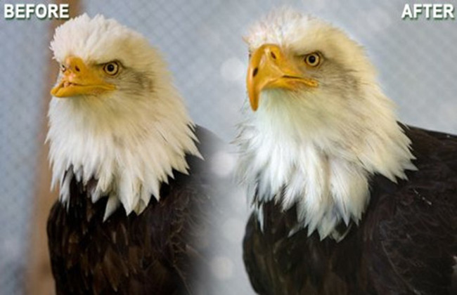 Beauty was rescued close to death after being shot by poachers. The top half of her beak was gone, leaving her unable to eat, drink, or clean herself. His rescuer, Jane Fink Cantwell, enlisted the help of Kinetic Engineering Group to construct a 3-D printed beak for the eagle. After a few retries of getting the prosthetic to fit, Beauty was finally able to behave like a normal eagle.