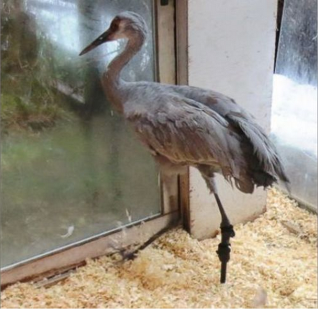 When Bunker's leg was hit by a ball on a golf course, it was completely destroyed. After being taken to  Dr. Ken Macquisten to have the leg amputated, Bunker was transferred to Elizabeth's Wildlife Center for rehabilitation. But the temporary prosthetic leg wasn't comfortable for the crane, and so the veterinarian called Orthopets in Denver, Colorado for a more permanent solution. Now, Bunker distributes his weight evenly on both his legs, and there is hope of releasing him back into the wild with a tracker to monitor him.