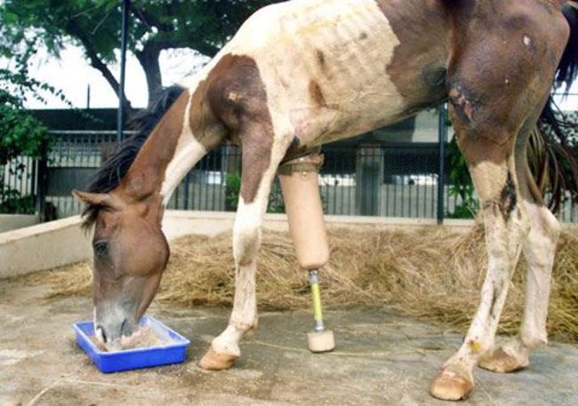 In 2003, a malnourished, badly injured horse was found on the side of the road in India. While many people would have immediately given up and euthanized the poor animal, veterinarians worked hard to amputate the horse's leg and replace it with an artificial one. Now, "Macho" is safe, sound, and mobile!