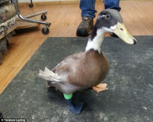 Dudley was just a duckling when he was attacked by aggressive chickens and lost his leg. He could still swim, but he had trouble getting around on land. Mechanical engineer Terence Loring decided to help the duck, working with 3-D printing company Proto3000 to help build an artificial leg. Once some adjustments were made, Dudley loved his new limb. And thanks to 3-D printing technology, it's no problem at all to print out new legs for the duck as he grows bigger and bigger. Loring even put the 3-D files online so that anyone who knows of a duck in need of a prosthetic leg can download them for free.