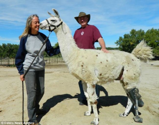Sherry Hughes and Marc Field first saw Tripod trying to get around on three legs near their ranch in Denver.  His hind leg was terribly injured and had to be amputated. The two took the llama into their care, and they soon raised enough money to outfit the fuzzy guy with a prosthetic leg from Orthopets. Now, Tripod hangs out with all the other llamas and alpacas on the ranch as happy as can be.