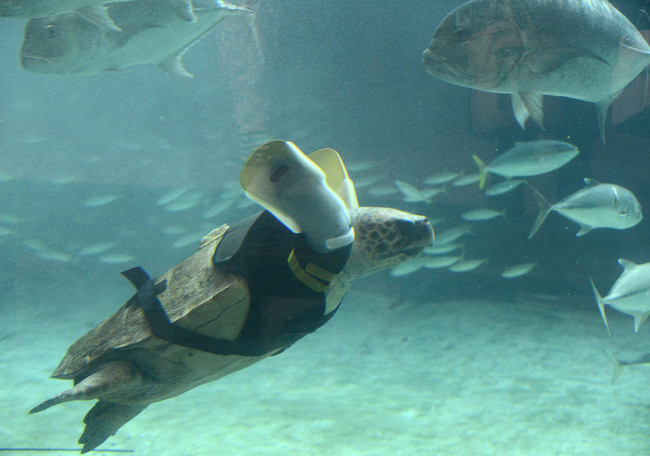 For most animals, getting tangled in fishing nets is a death sentence, but for Yu Chan, it saved her life. She was pulled from the sea and discovered to be missing half of one flipped and a third of another due to what appeared to be a shark attack. The loggerhead turtle went through many pairs of prosthetic flippers before being outfitted with a comfortable vest created by Kawamura Gishi. She now swims happily at the Suma Aqualife Park in Japan.