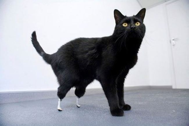 Two-year-old Oscar was fitted with some new hind legs after he had his own severed by a combine harvester. Veterinarian Noel Fitzpatrick and the University College London team joined up to give this lucky black kitty another chance at a happy, active life.