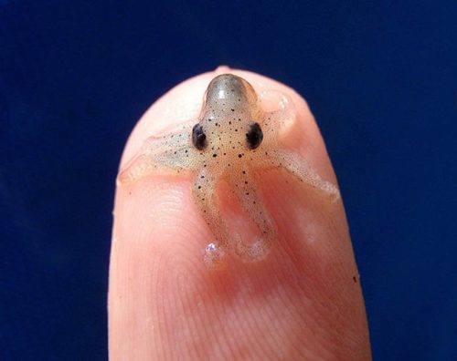 19 Adorable Pictures of the Tiniest Things You've Ever Seen