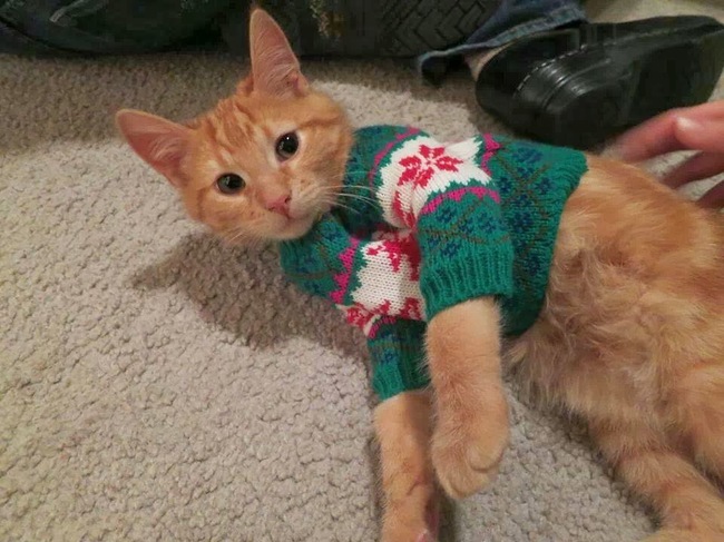 21 Pets That Are All Dressed Up In Sweaters For The Holidays