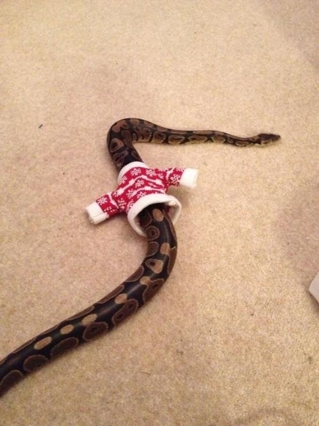 21 Pets That Are All Dressed Up In Sweaters For The Holidays