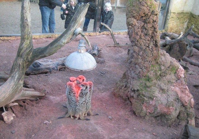 The meerkats are hogging the heater: