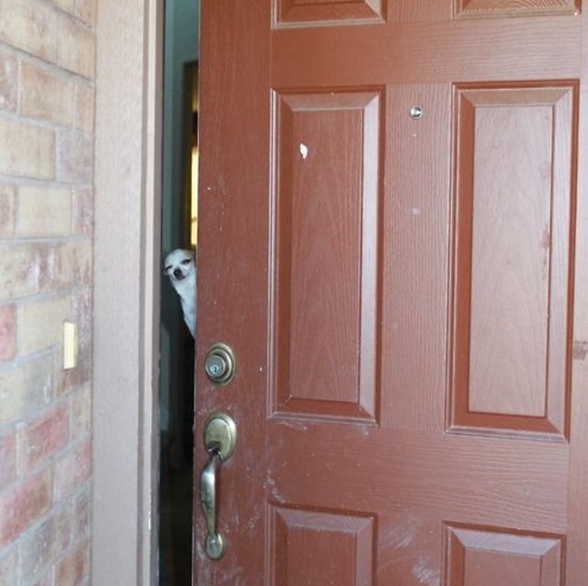 dog answering door meme
