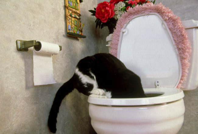 cat looking into toilet