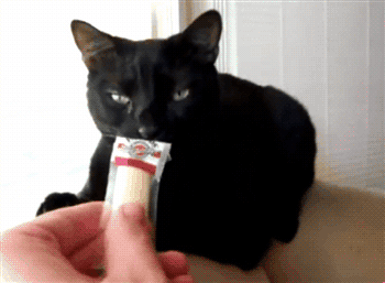 cat bad smell gif