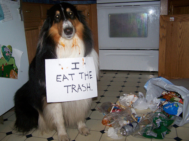 shaming dog - Eat The Trash.