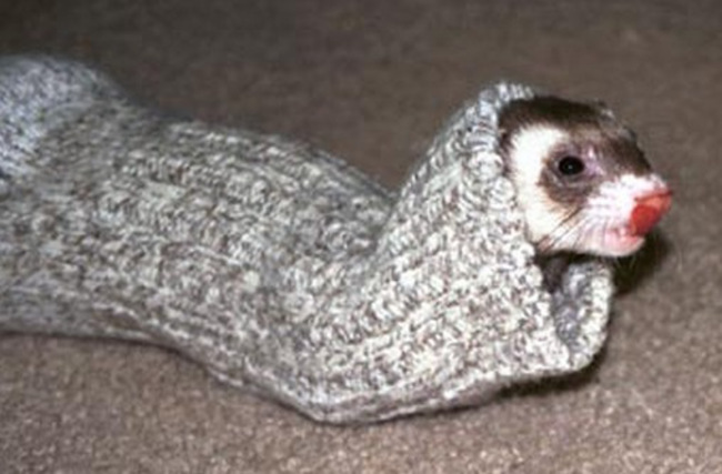 ferrets in socks