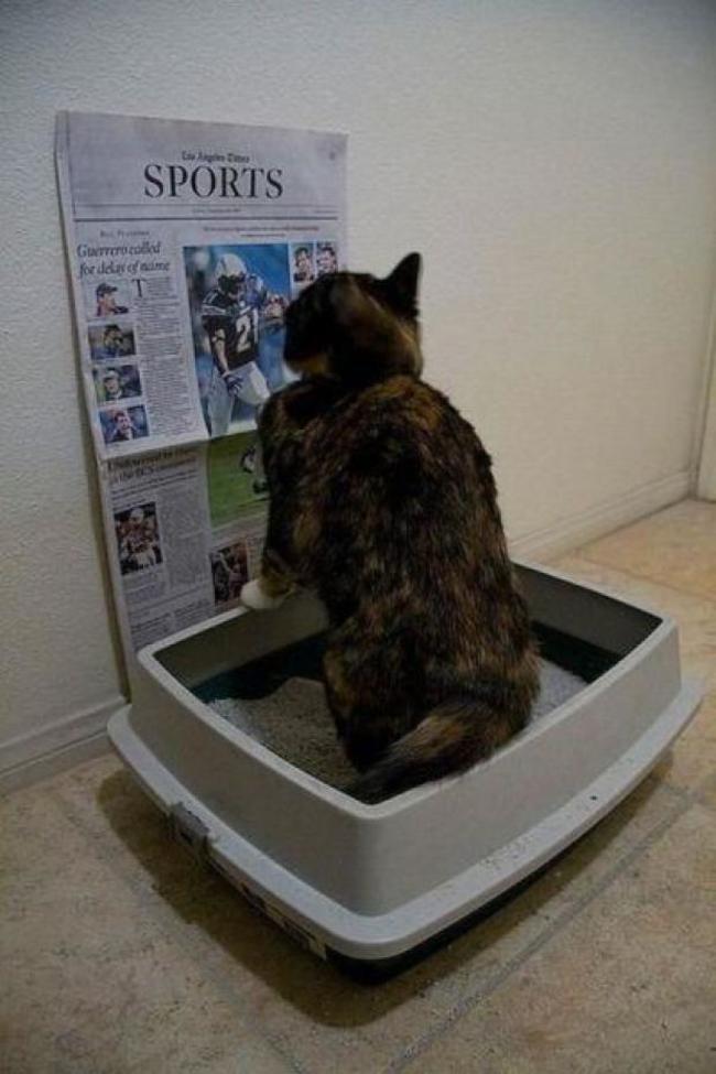 cat litter box funny - Sports Greco for de