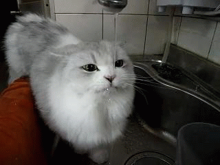 cat drinking from tap gif