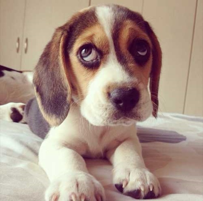 puppy dog eyes beagle