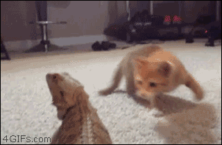 68 Great Gifs From 2014