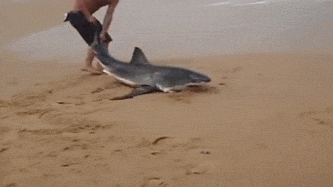 68 Great Gifs From 2014