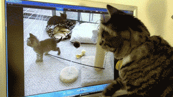 68 Great Gifs From 2014