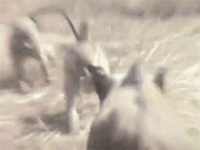 68 Great Gifs From 2014