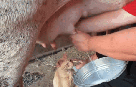 68 Great Gifs From 2014