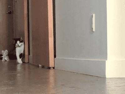 68 Great Gifs From 2014