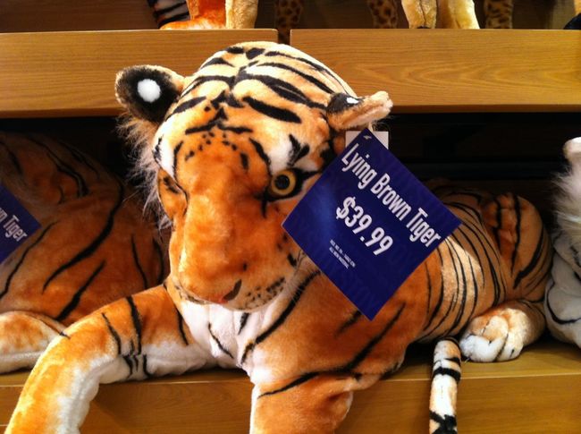 expectation vs reality tiger - Lying Brown Tiger $39.99