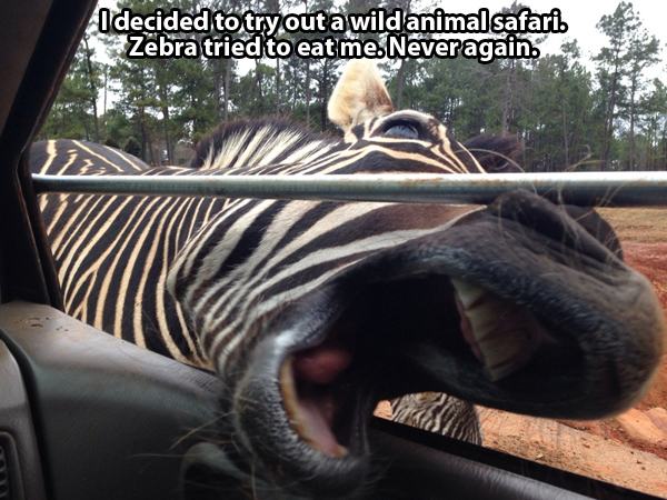 21 Safari Animals That Are Coming on Way Too Strong
