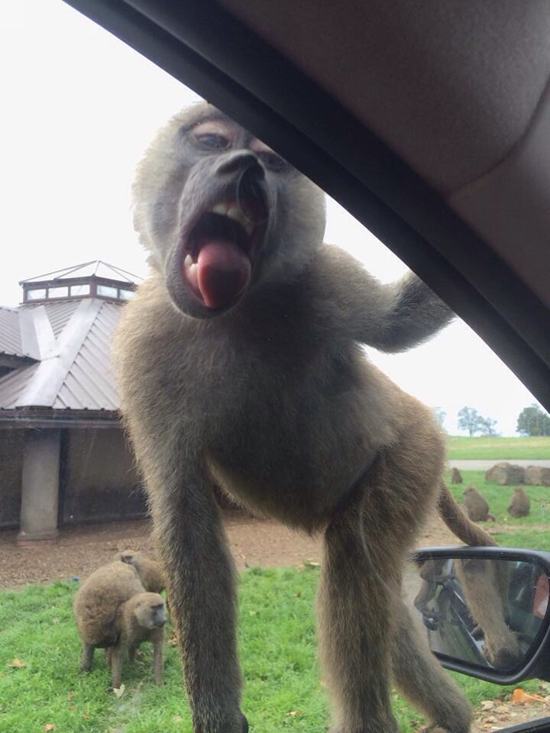 21 Safari Animals That Are Coming on Way Too Strong