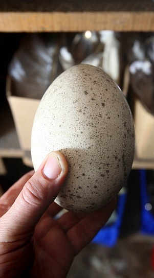 An ostrich egg was among the many odd items found.