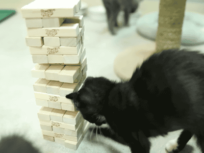 PLUS THIS CAT HATES PLAYING JENGA WITH YOU